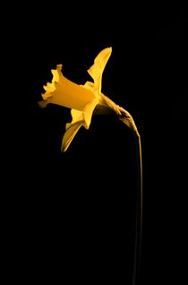 Daffodil by Jeremy Sage