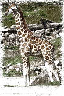 Giraffe by leddermann