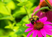 Bee Happy by Jon Woodhams