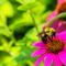 Memphis-botanic-garden-quest-for-butterflies-145-raw-5x7-sfe-l-and-e