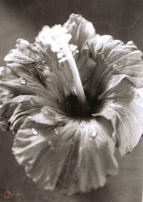 Chinese Flower - Analog Black and White photo by Hey Frank!