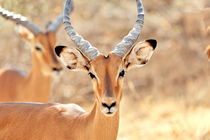 Gesicht einer Impala Antilope von Jürgen Feuerer