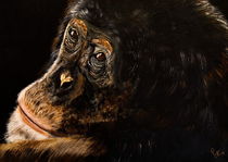 Schimpanse von Conny Krakowski