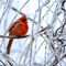 Cardinal03032014-nowm