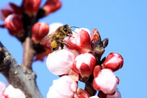 Bee in almond blossom by Jörg Sobottka
