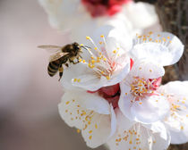 Bee in almond tree  von Jörg Sobottka