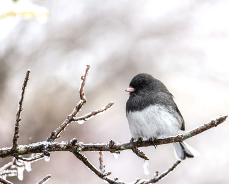 Birds-in-the-trees-and-snow-031-juncoexp-nwwm