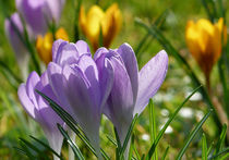 spring colours von Franziska Rullert