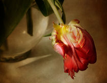 tulip by Franziska Rullert