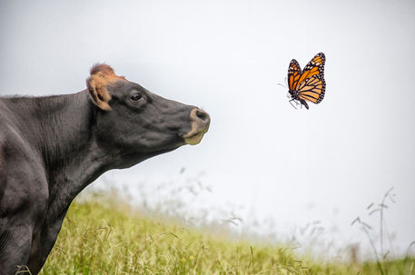 Cow-profile-with-butterfly-for-faa