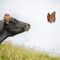 Cow-profile-with-butterfly-for-faa