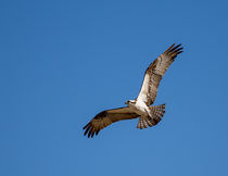 Osprey In Flight by John Bailey
