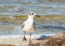 The Laughing Gull Strut by John Bailey