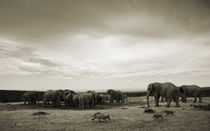 The gathering, elephant herd before the storm. South Africa by Yolande  van Niekerk