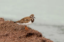 Ruddy Turnstone by the Waters Edge by John Bailey