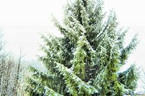 Winter Tree von Dan Richards