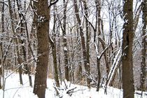 Winter Forest von Dan Richards