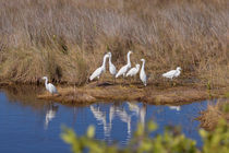 Snowy Egret Convention by John Bailey