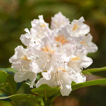 Weiße Rhododendronblüte, White flower of rhododendron by Sabine Radtke