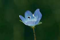 Zarter blauer Blütenhauch - soft blue von leddermann