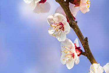 Apricot-flowers