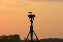 stork on her nest von B. de Velde