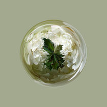 White flower blossom in globe by Robert Gipson