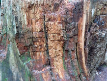 Dead tree bark textures von Robert Gipson