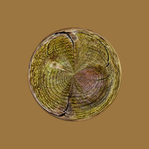 Tree rings in the globe by Robert Gipson