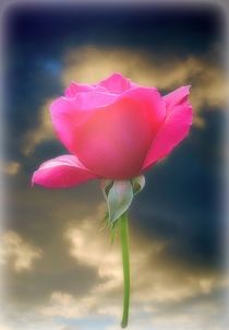Pink Rose by CHRISTINE LAKE