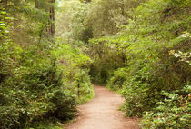 A Path to the Redwoods von John Bailey