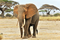 Afrikanischer Elefant by Jürgen Feuerer