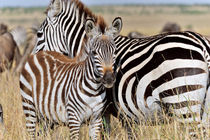 Junges Zebra an der Seite seiner Mutter by Jürgen Feuerer