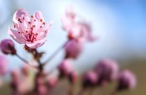 Blossom by Jeremy Sage
