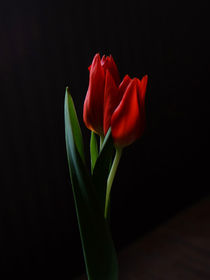 tulip by emanuele molinari