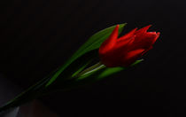 red flower by emanuele molinari