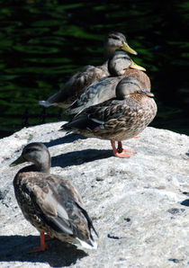Ducks in Oregon von Sally White
