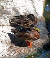 Ducks in the Sun by Sally White