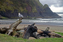 Seagull and Driftwood by Sally White