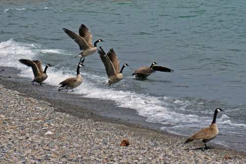 Lake-tahoe-geese-24x36