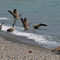 Lake-tahoe-geese-24x36