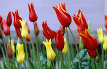 Tulips Red and Yellow by Sally White
