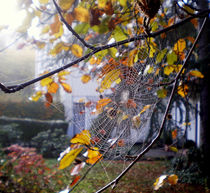 Spinnennetz von Florette Hill