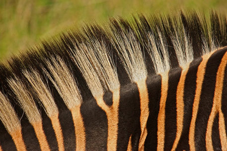Zebra-detail