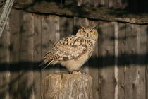 Eule . Owl by Antje Püpke