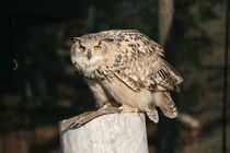 Eule . Owl by Antje Püpke