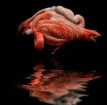flamingos by Vera Kämpfe