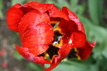 Rote Tulpe nach dem Regen by Antje Püpke