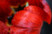Rote Tulpe mit Wassertropfen von Antje Püpke