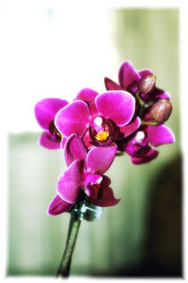 Orchidee von mario-s